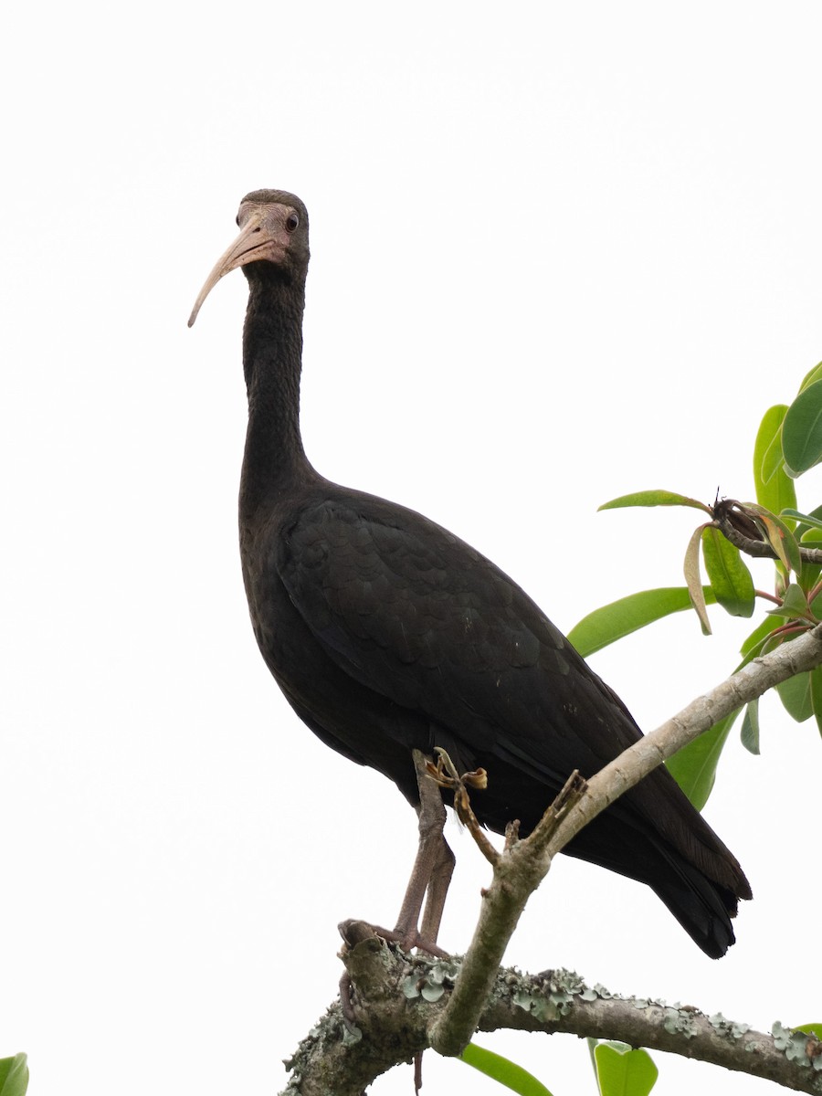 Bare-faced Ibis - ML645915168
