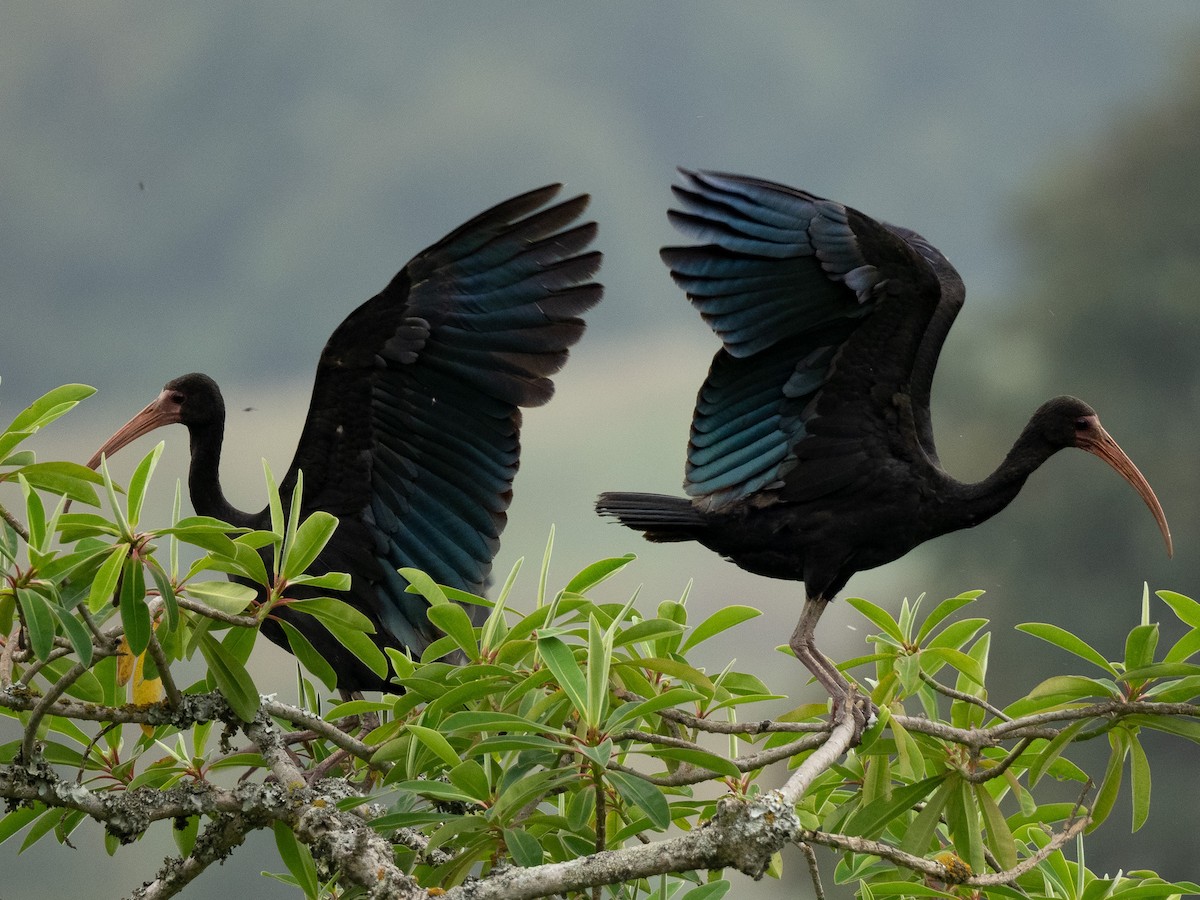 Bare-faced Ibis - ML645915169