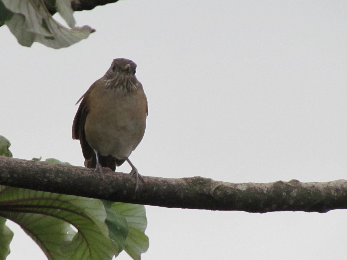 Pale-breasted Thrush - ML645915179
