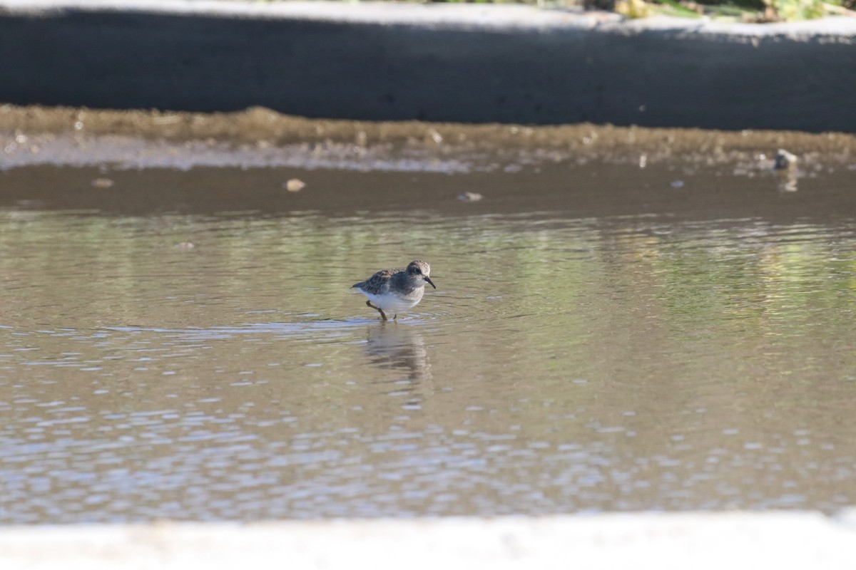 jespák drobný - ML645915182