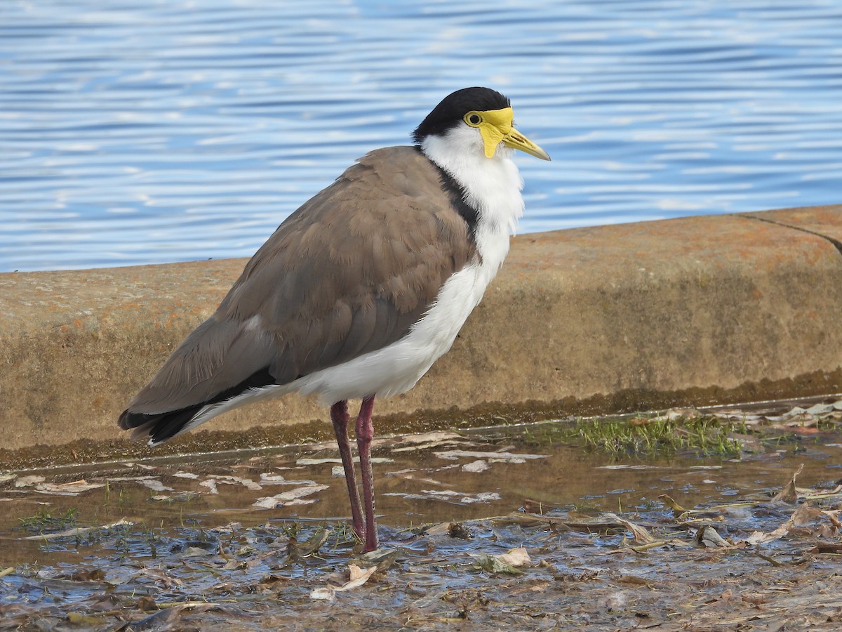 Masked Lapwing (Black-shouldered) - ML645915186