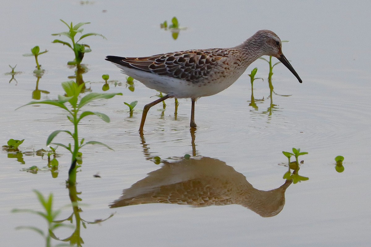 חופית תמירונית - ML645915187