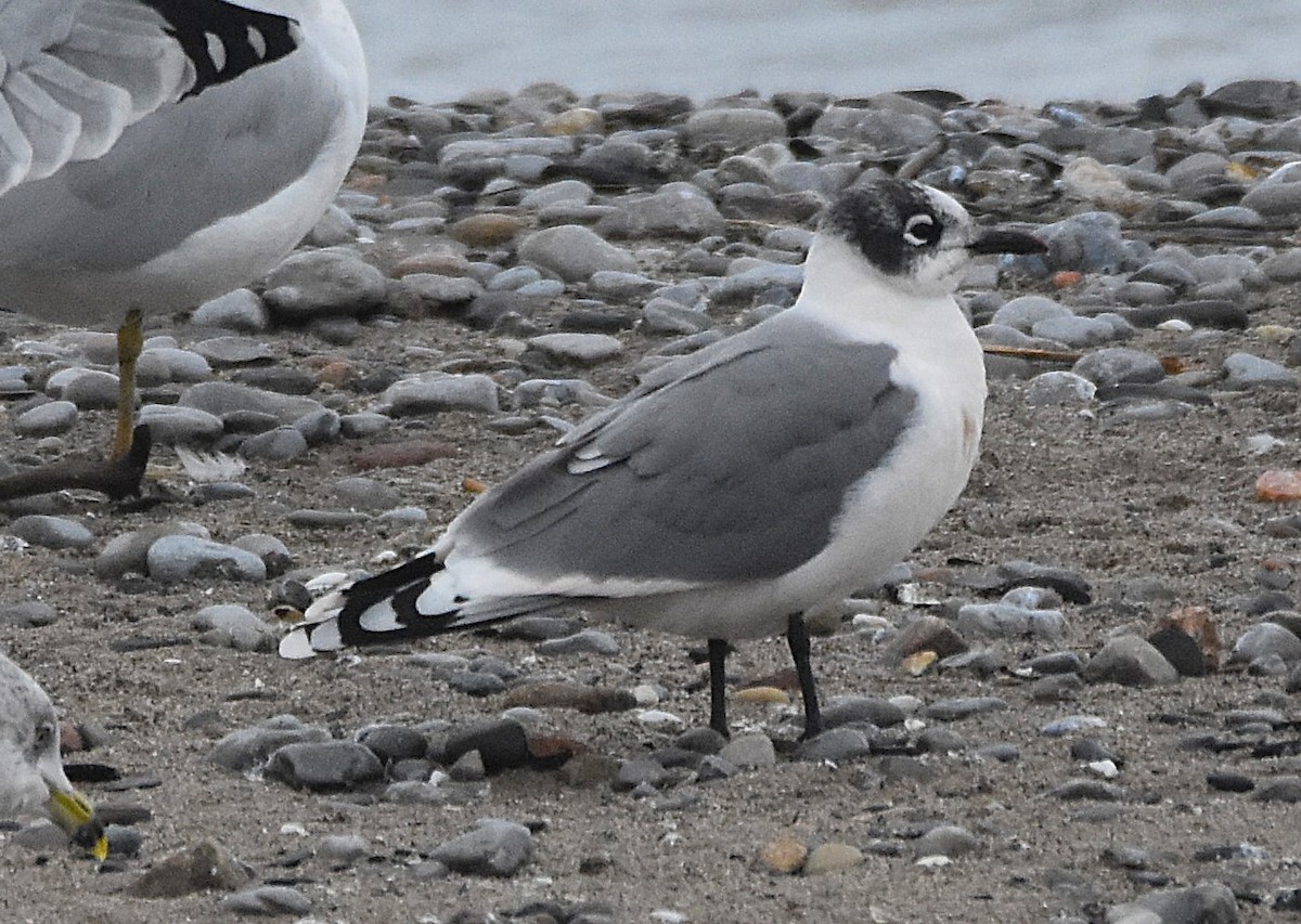 Franklin's Gull - ML645915191