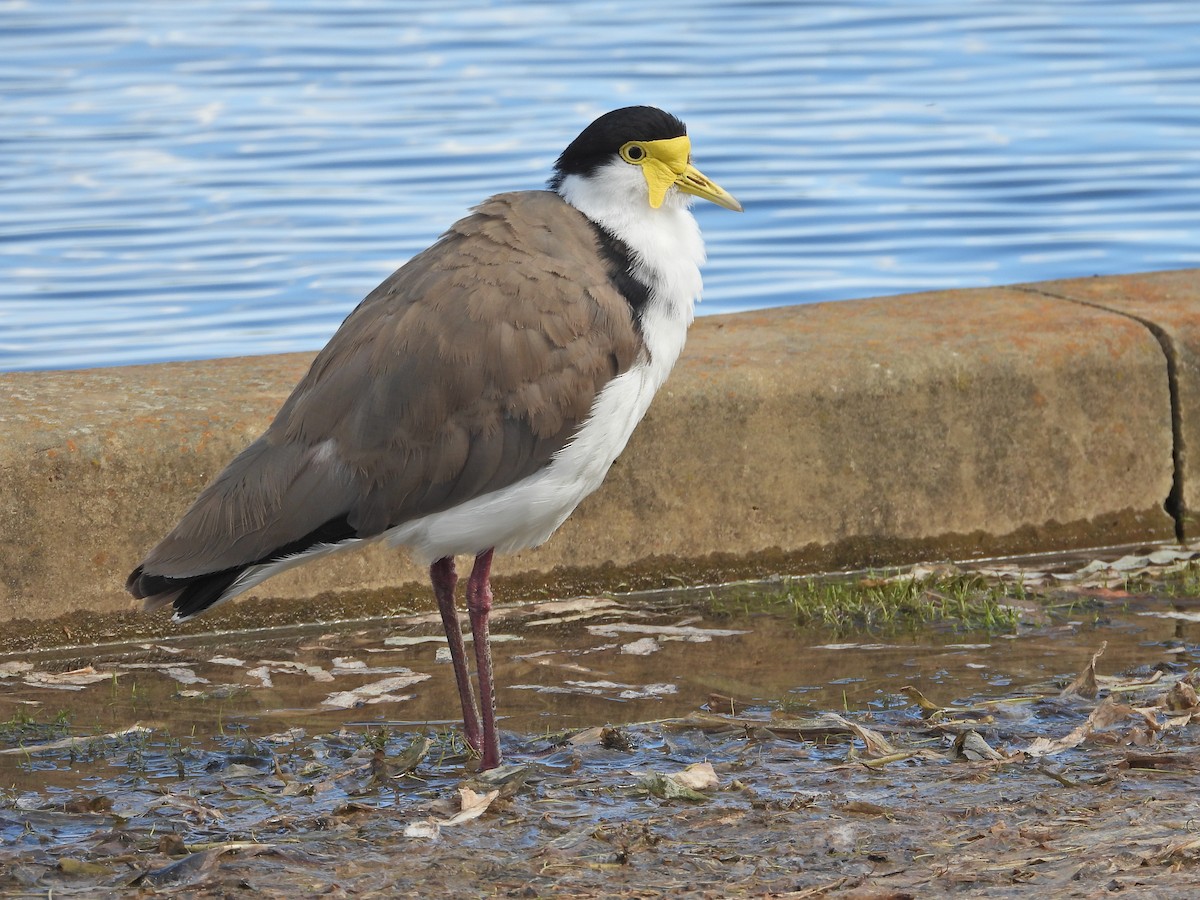 Masked Lapwing (Black-shouldered) - ML645915194