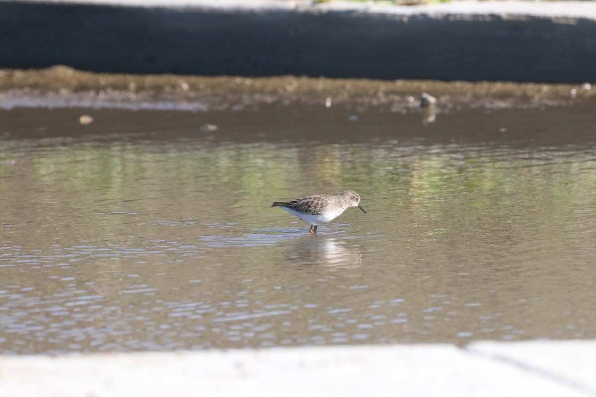 jespák drobný - ML645915195