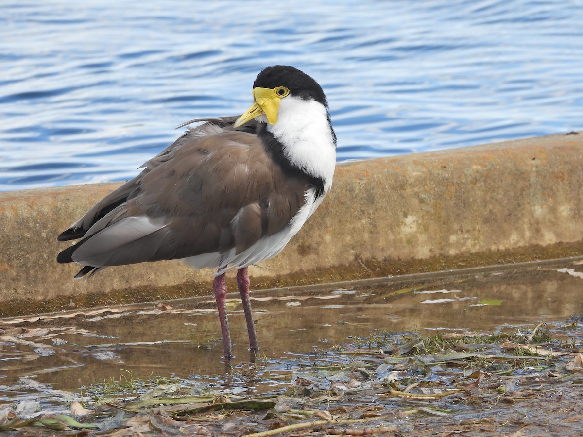 Masked Lapwing (Black-shouldered) - ML645915201