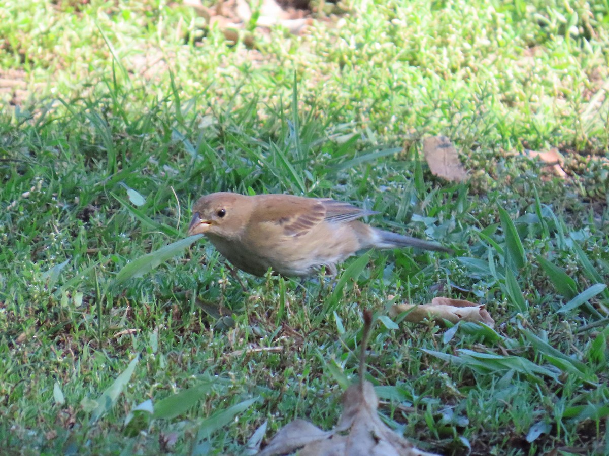 Indigo Bunting - ML645915206