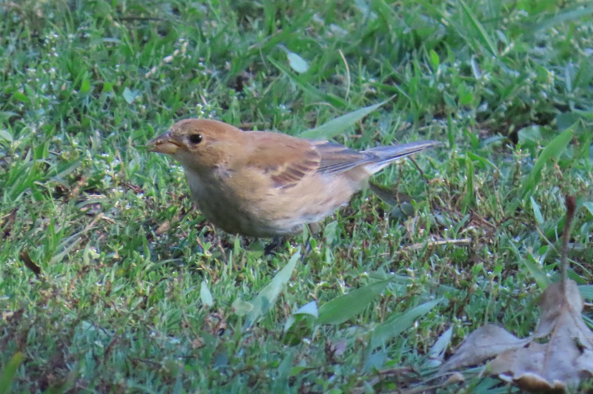 Indigo Bunting - ML645915207