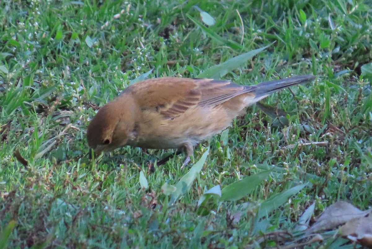 Indigo Bunting - ML645915208