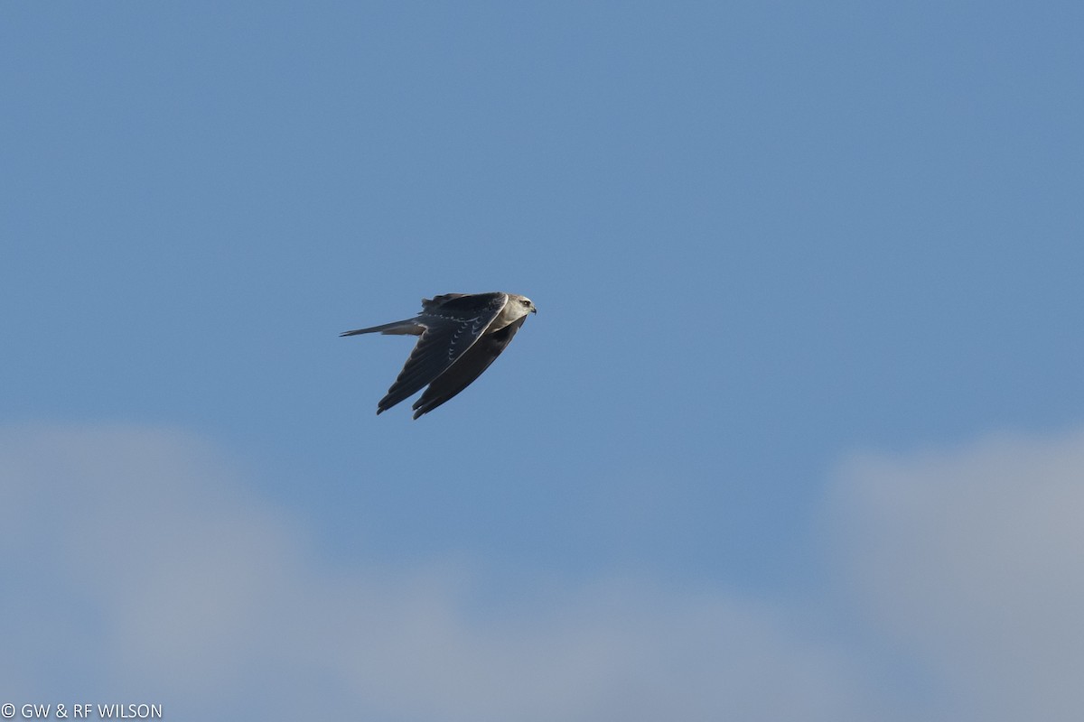 Black-shouldered Kite - ML64591521