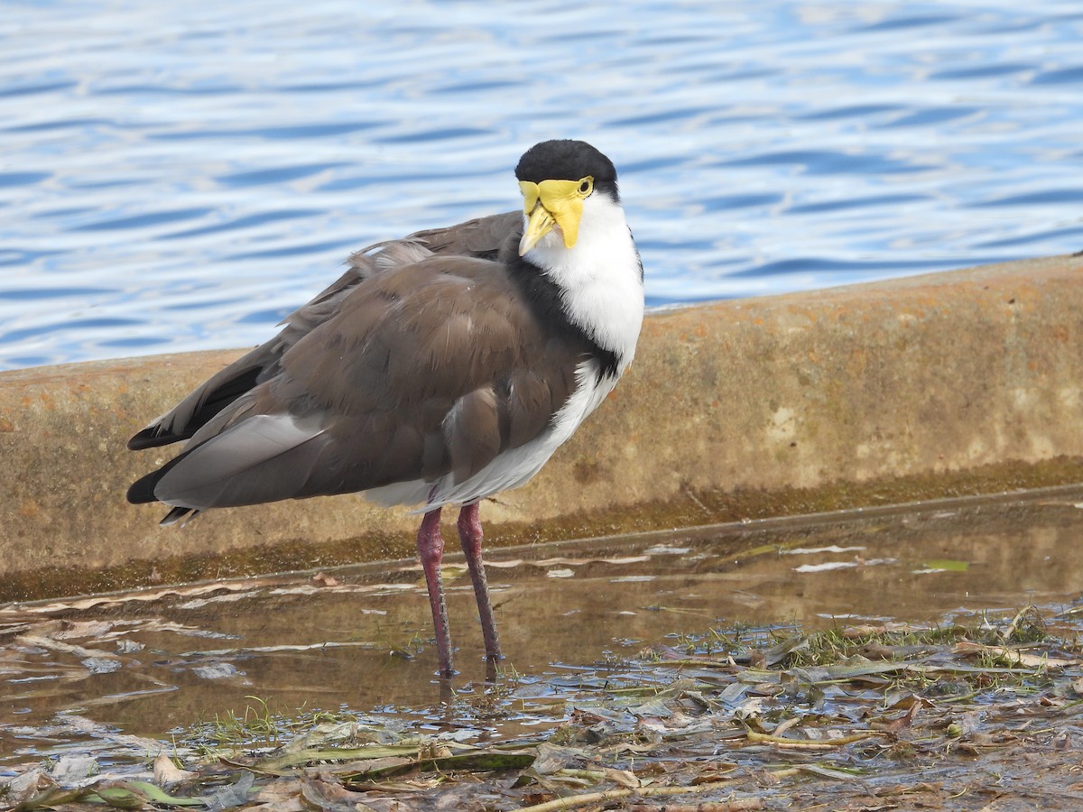 Masked Lapwing (Black-shouldered) - ML645915211