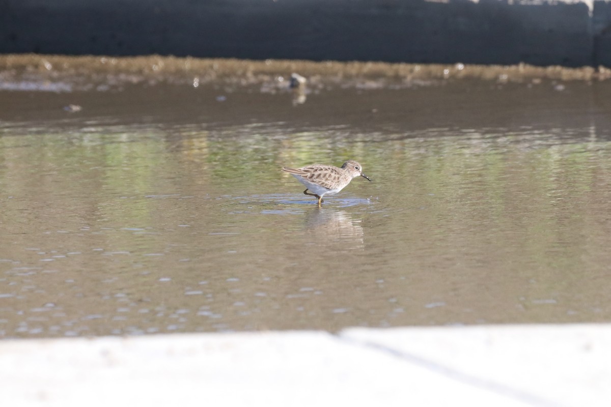 jespák drobný - ML645915214