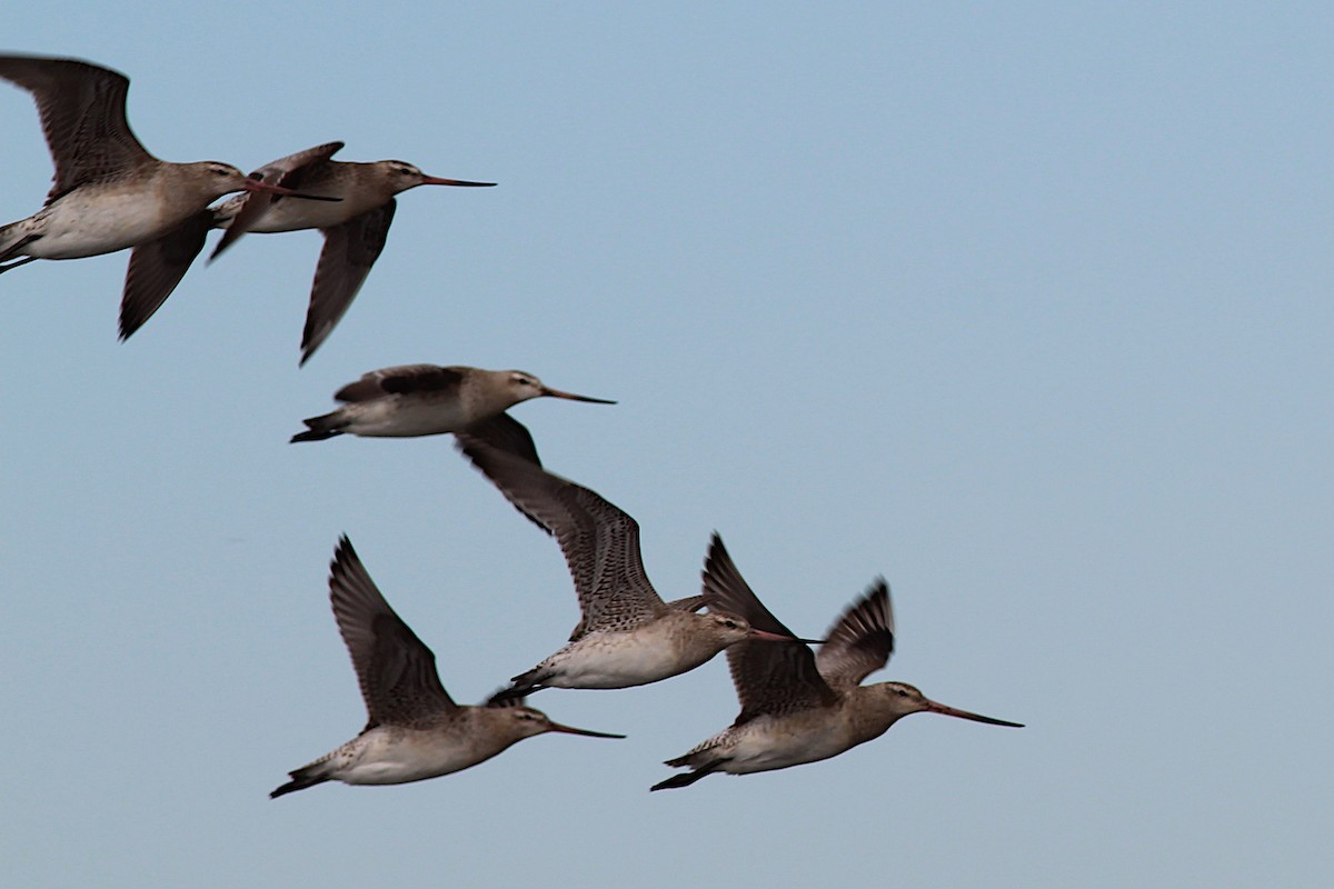 Bar-tailed Godwit - ML645915224