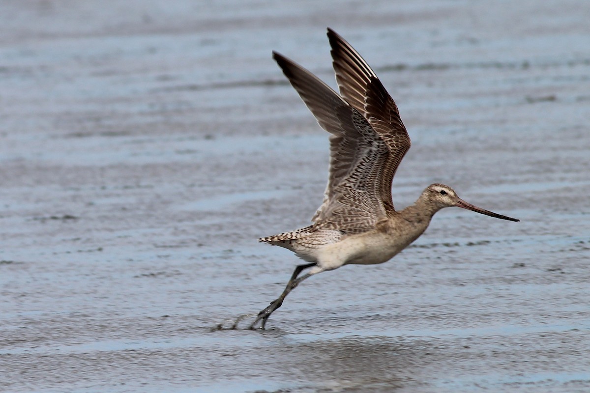 Bar-tailed Godwit - ML645915225