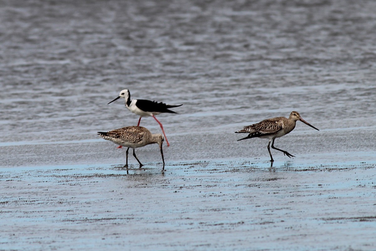 Bar-tailed Godwit - ML645915226