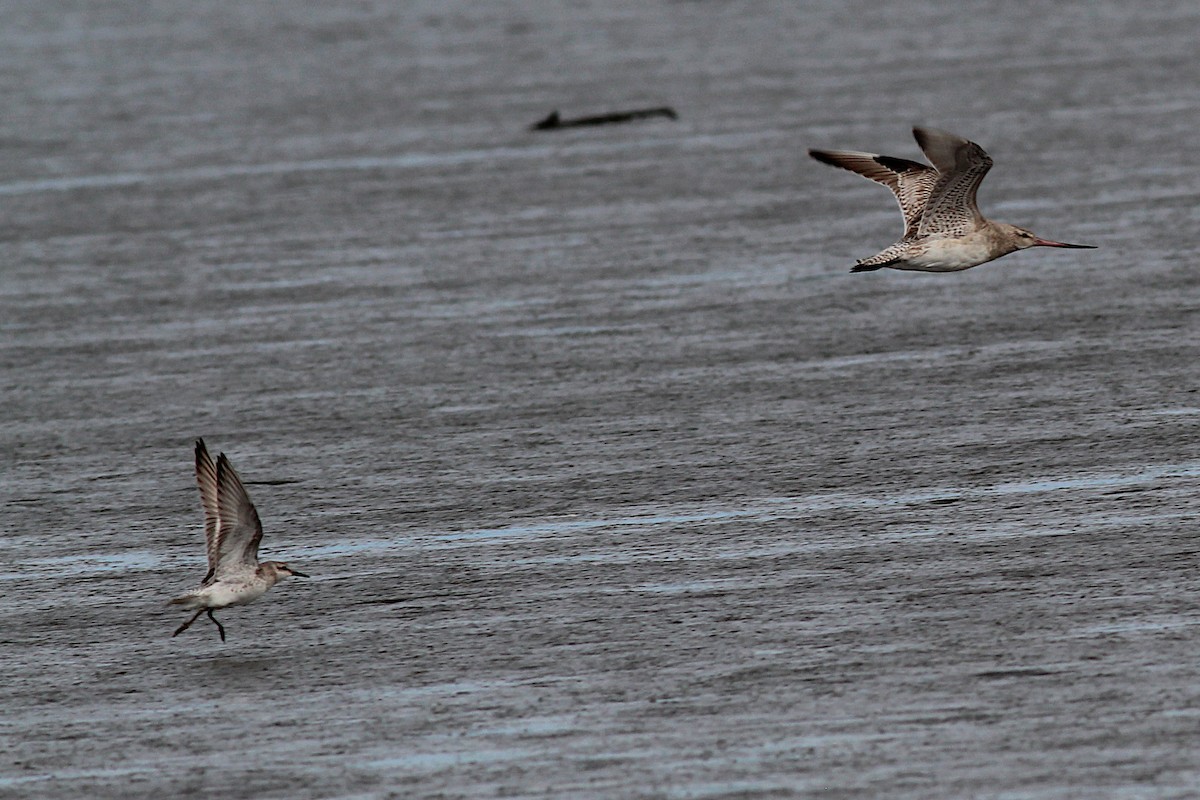 Bar-tailed Godwit - ML645915227