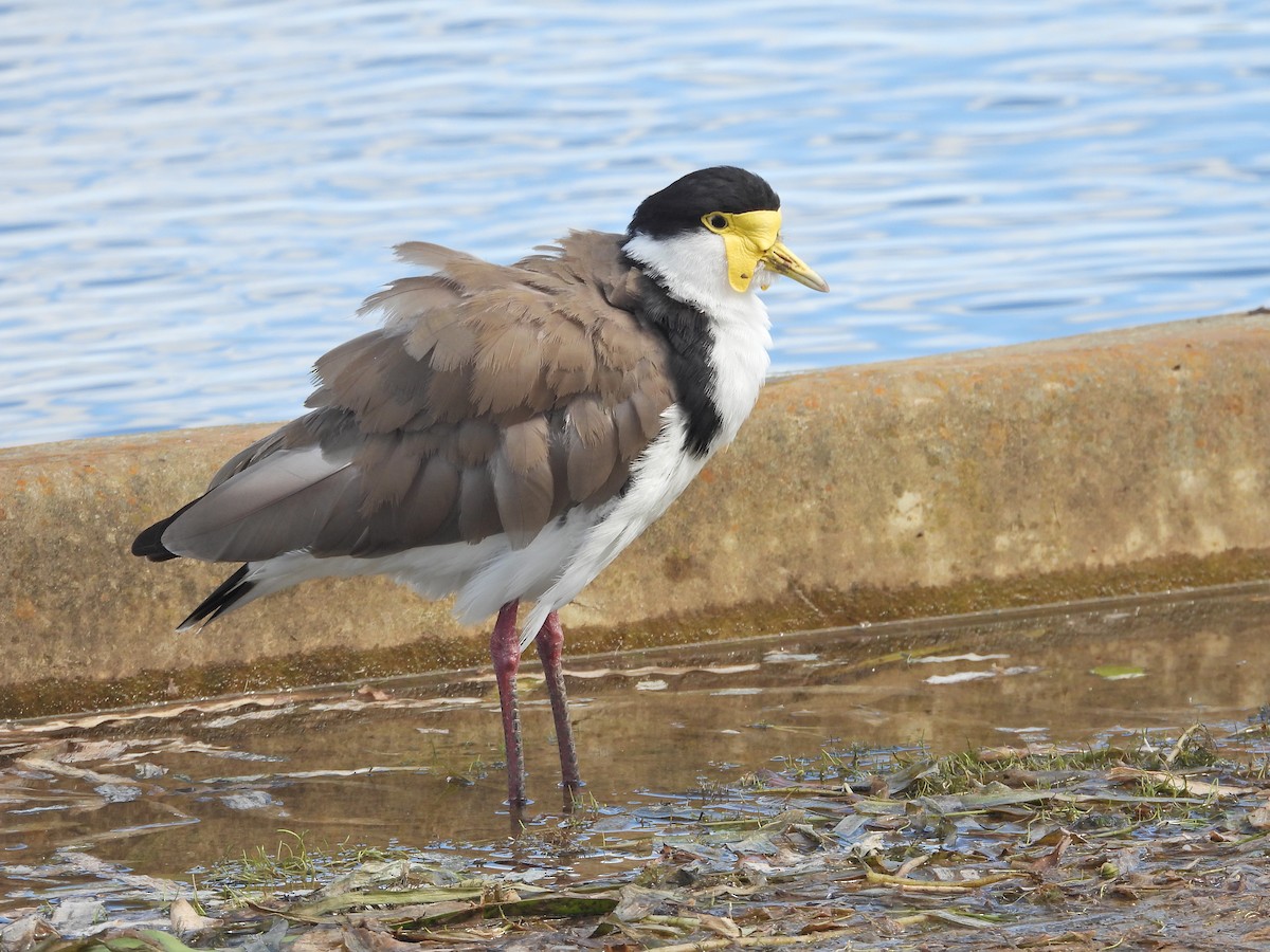 Masked Lapwing (Black-shouldered) - ML645915228