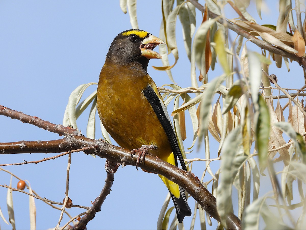 Evening Grosbeak - ML645915229