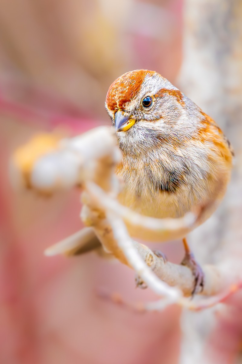 American Tree Sparrow - ML645915230
