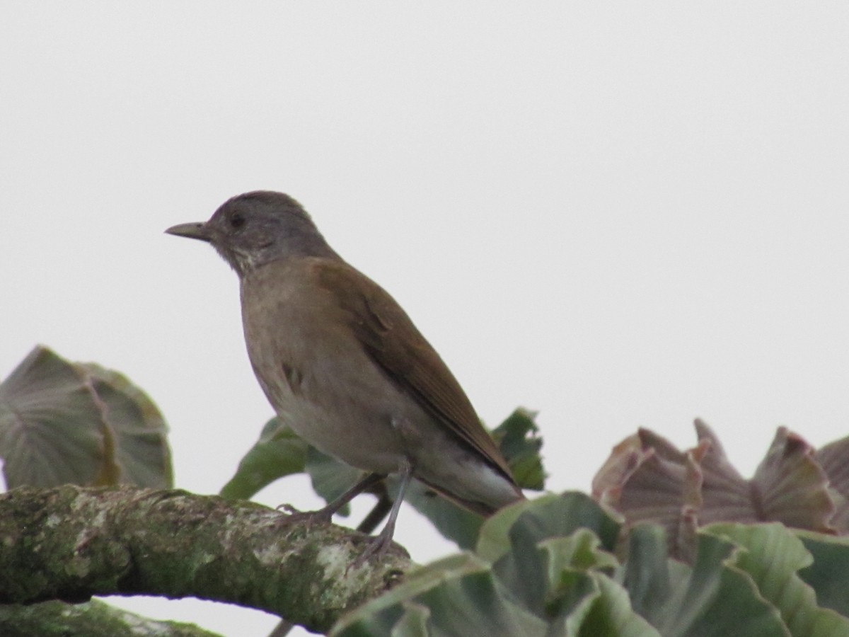 Pale-breasted Thrush - ML645915231