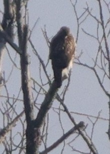 Buteo sp. - ML645915240