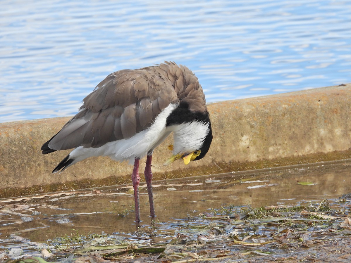 Masked Lapwing (Black-shouldered) - ML645915244