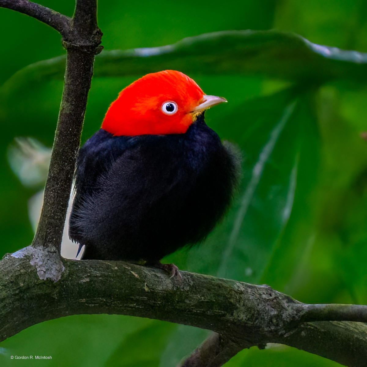 Red-capped Manakin - ML645915252