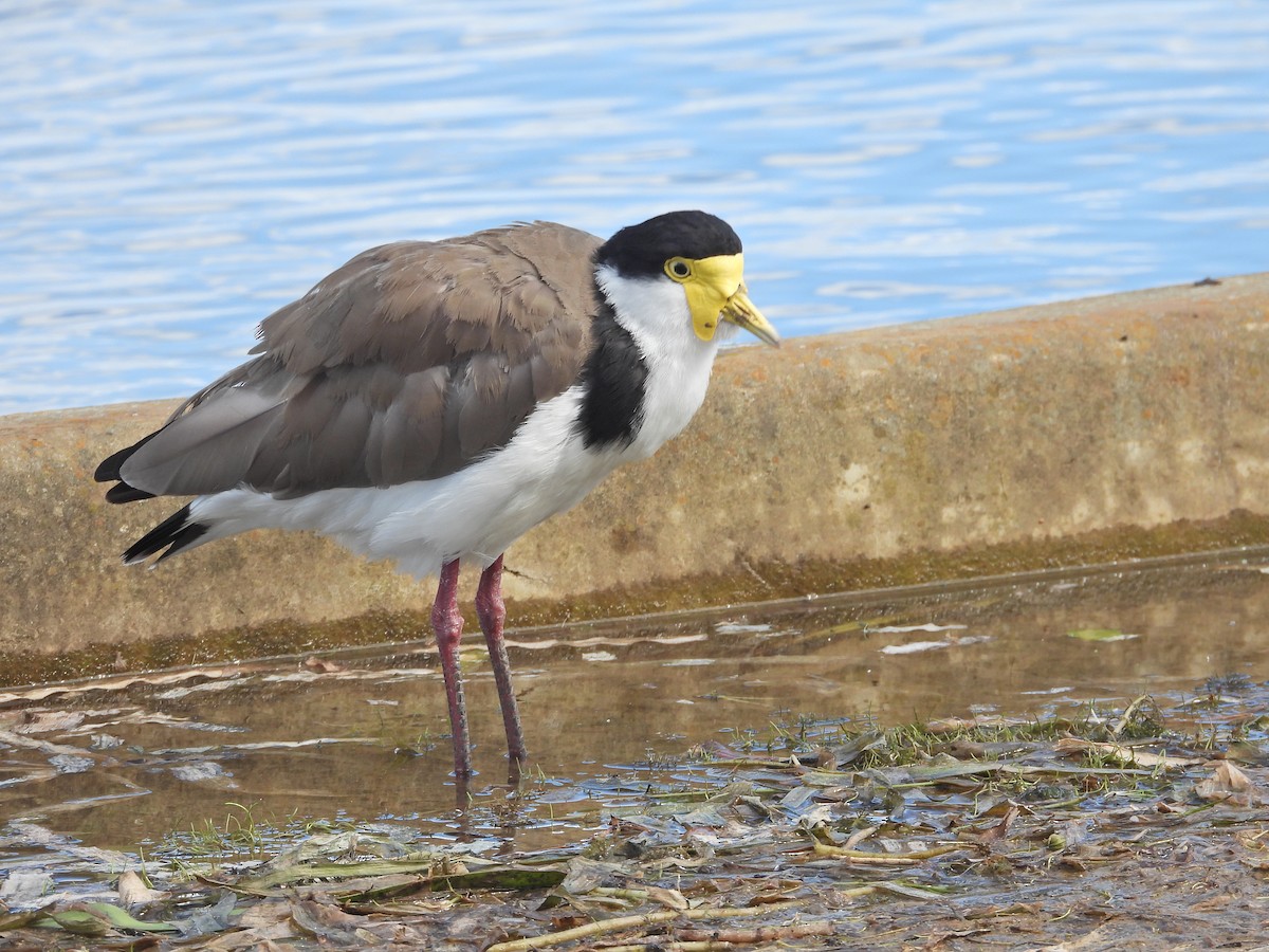 Masked Lapwing (Black-shouldered) - ML645915255