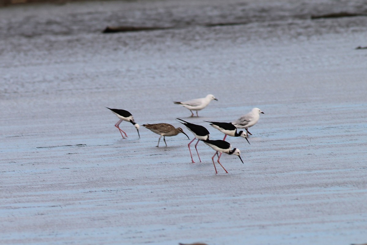 Eurasian Whimbrel - ML645915257
