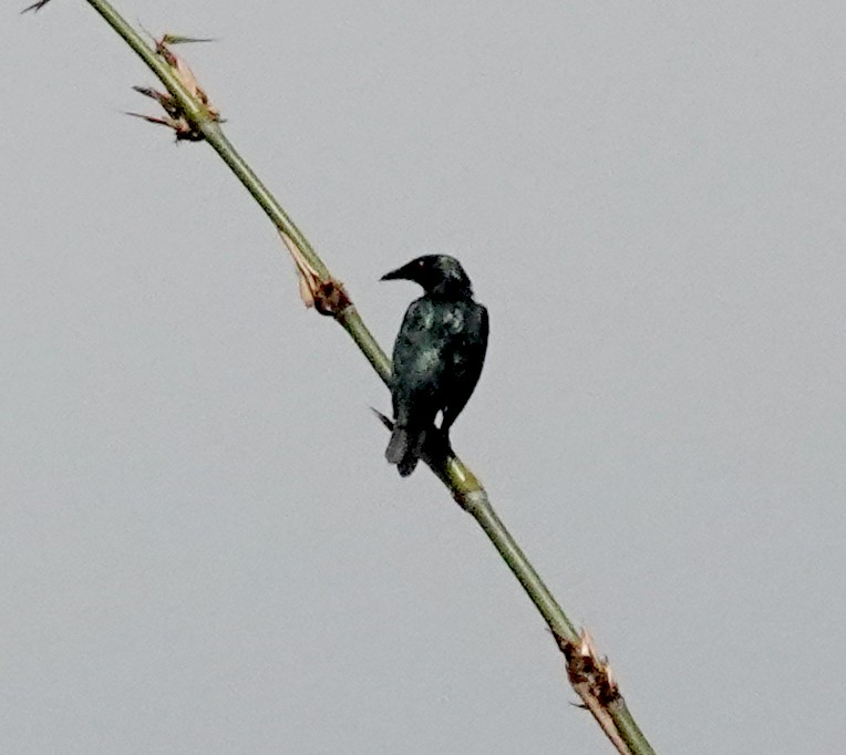 Красноглазый скворец - ML645915258