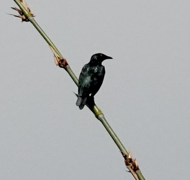 Красноглазый скворец - ML645915259