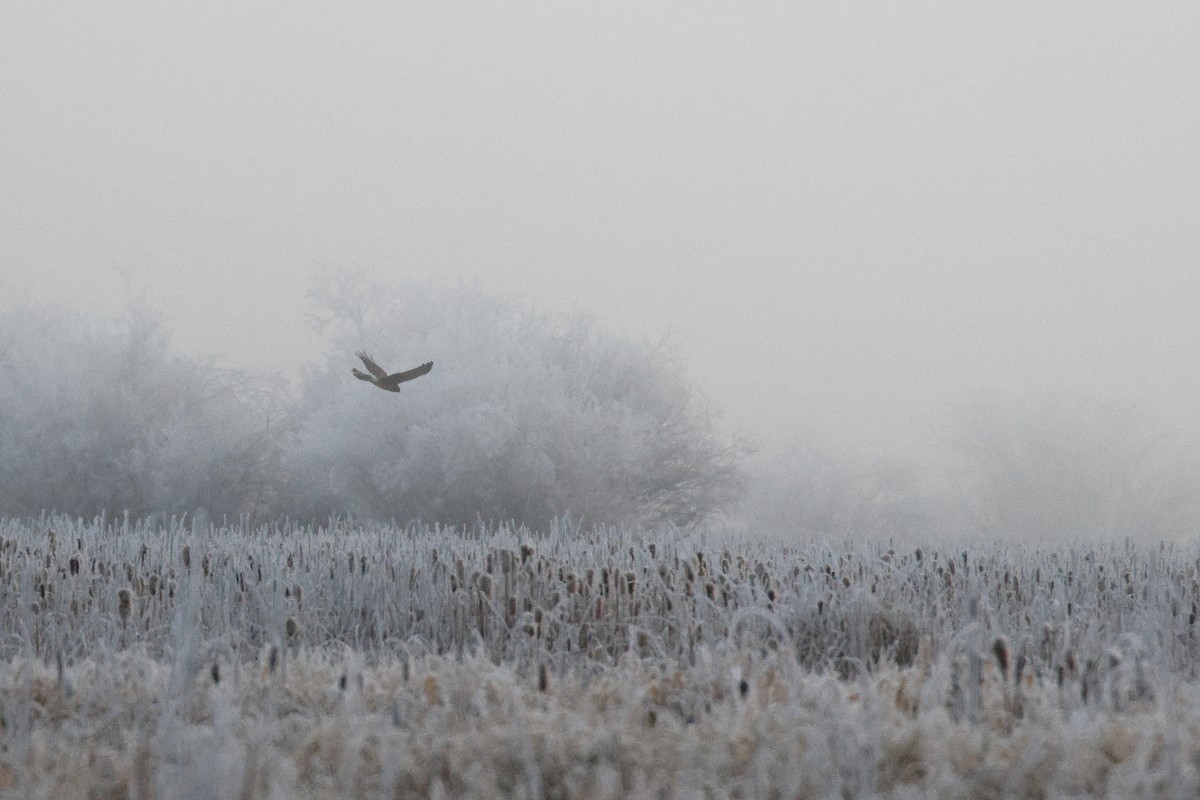 Northern Harrier - ML645915268