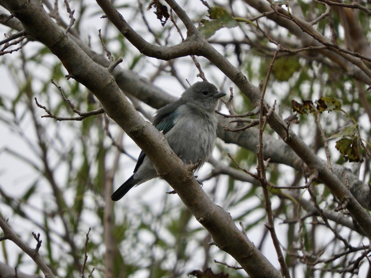 Sayaca Tanager - ML645915270