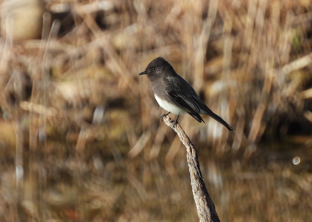 Black Phoebe - ML645915276