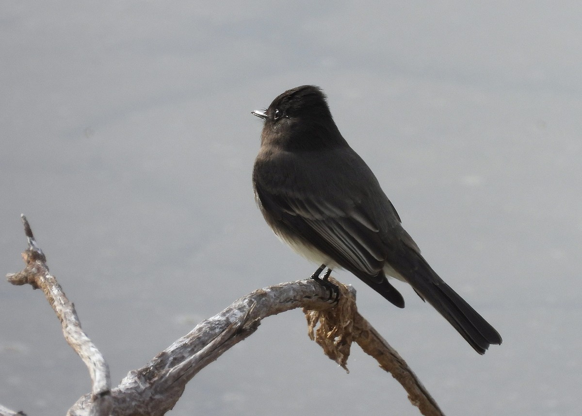 Black Phoebe - ML645915283