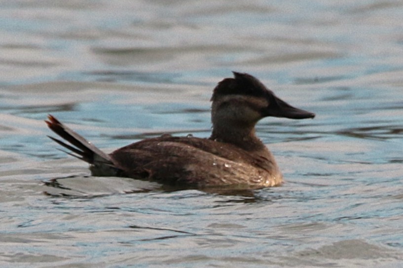 Schwarzkopf-Ruderente - ML645915288