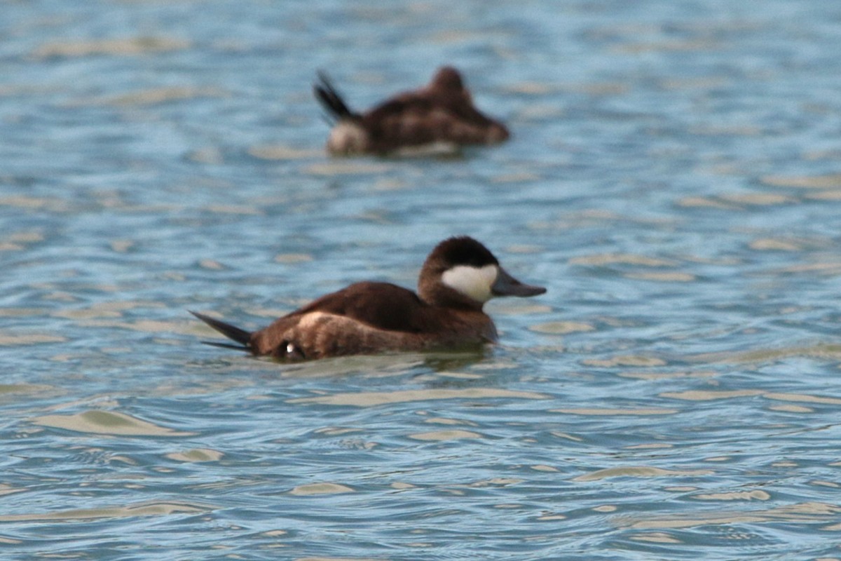 Schwarzkopf-Ruderente - ML645915289