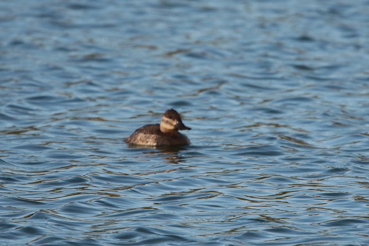 Schwarzkopf-Ruderente - ML645915290