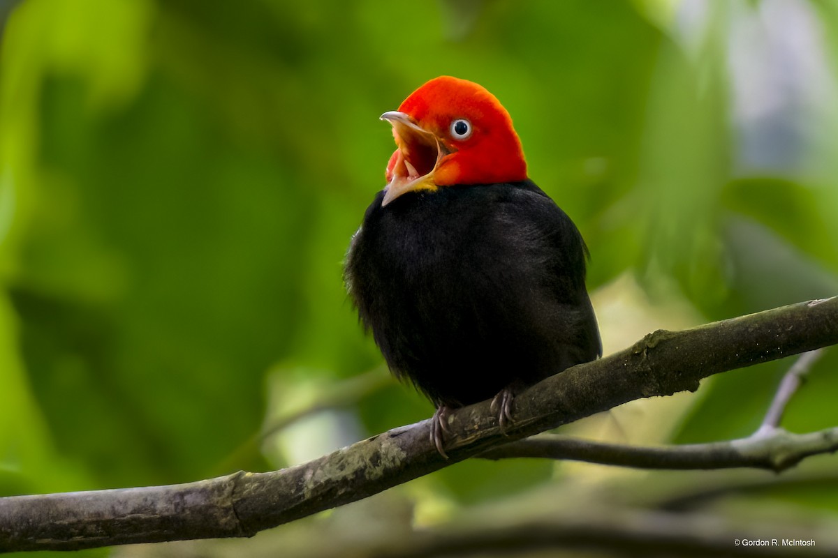 Red-capped Manakin - ML645915293