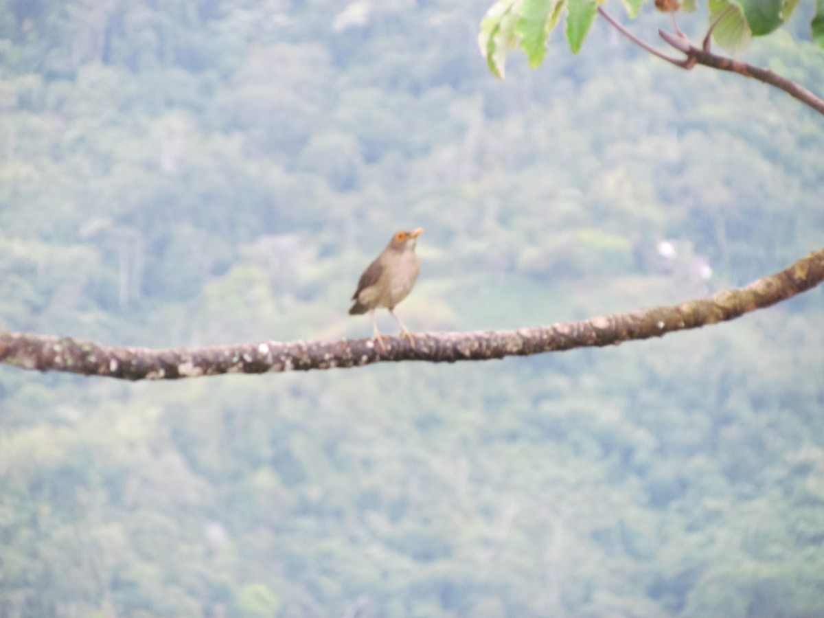 Spectacled Thrush - ML645915301