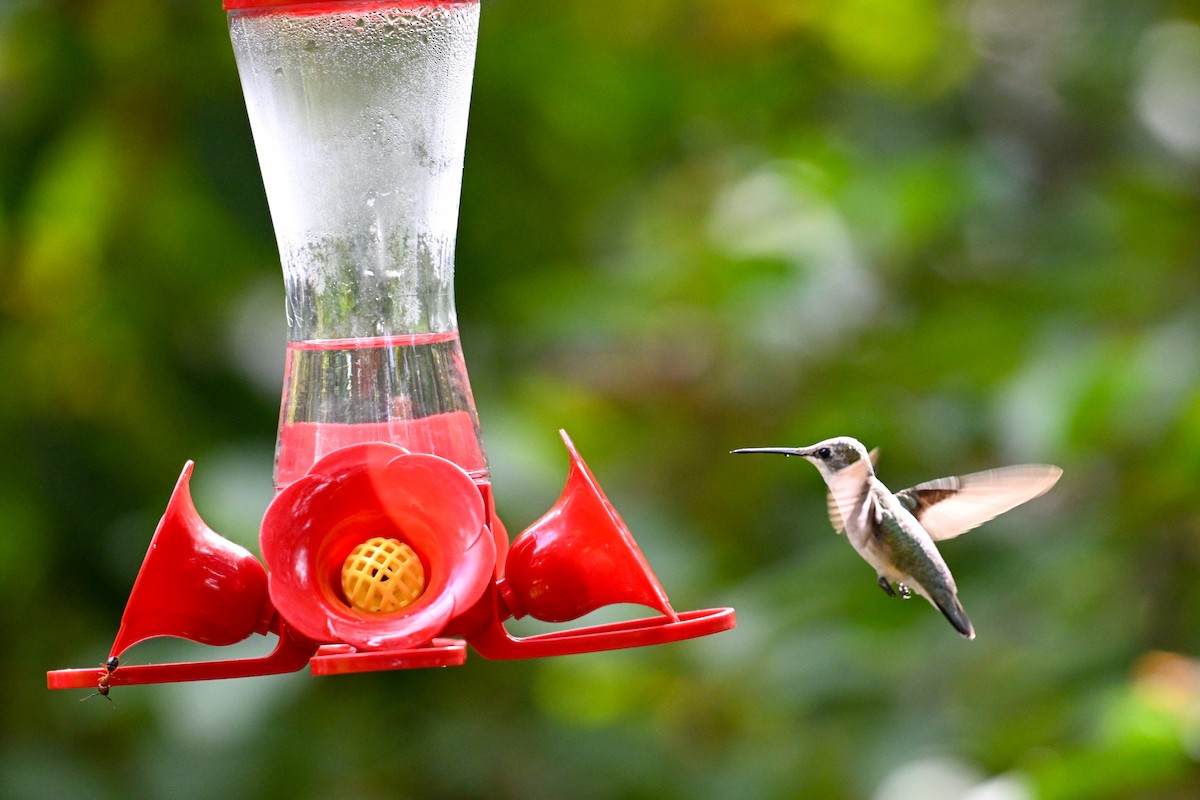 kalypta rubínohrdlá - ML645915304