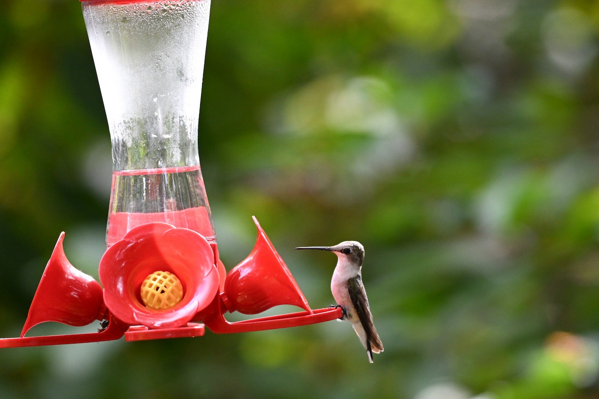 kalypta rubínohrdlá - ML645915305