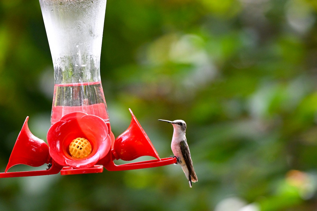 kalypta rubínohrdlá - ML645915306