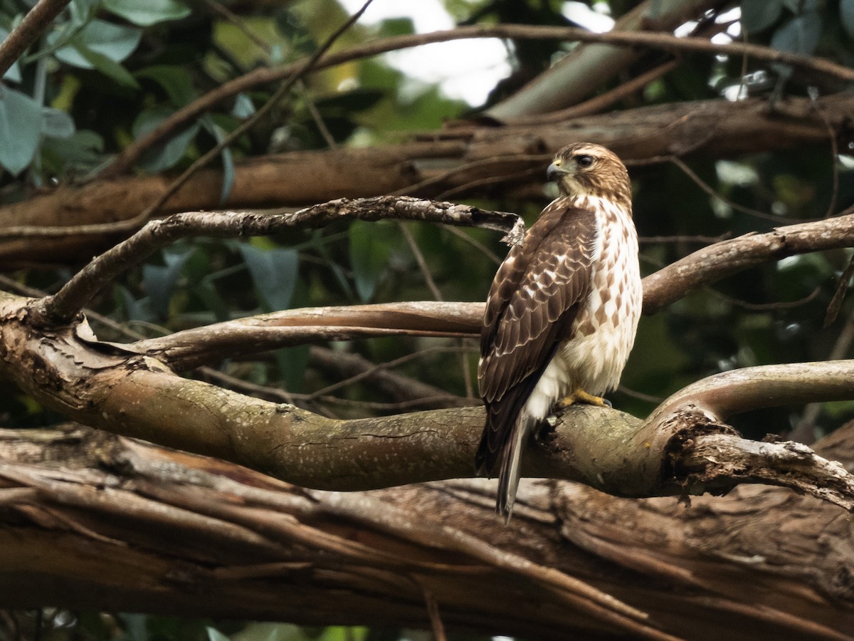 káně širokokřídlá - ML645915308