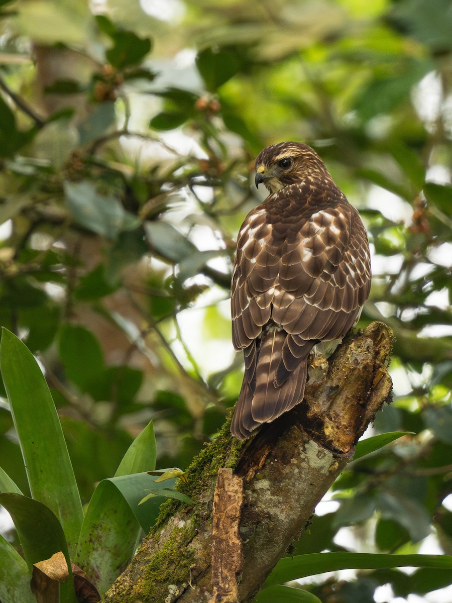 káně širokokřídlá - ML645915309