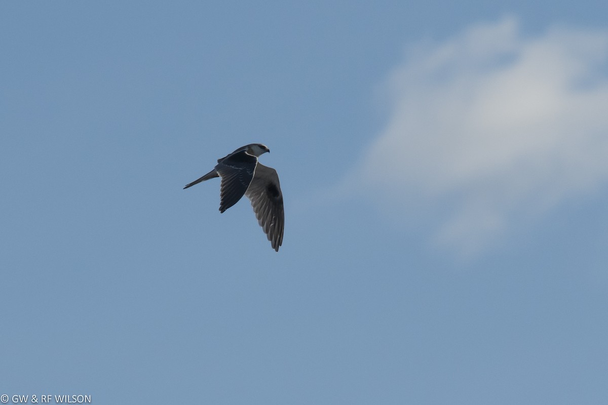 Black-shouldered Kite - ML64591531