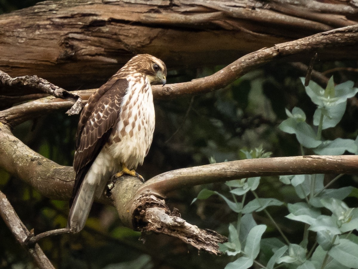 káně širokokřídlá - ML645915310