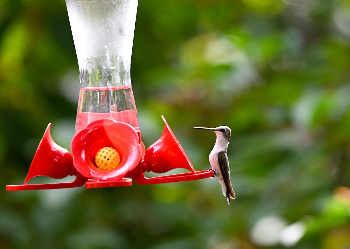 kalypta rubínohrdlá - ML645915312