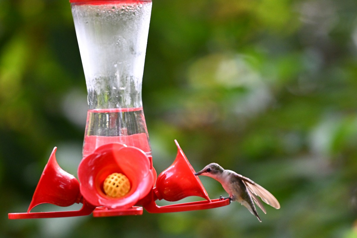 kalypta rubínohrdlá - ML645915313