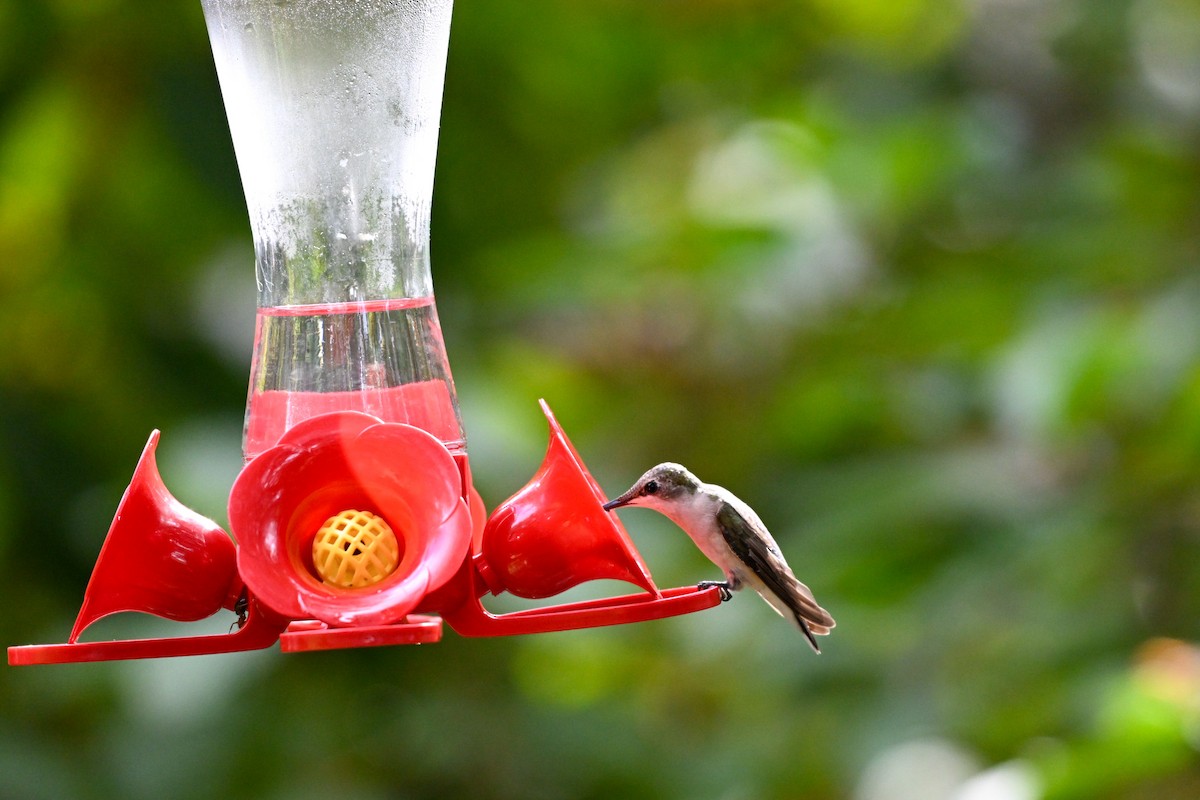 kalypta rubínohrdlá - ML645915314